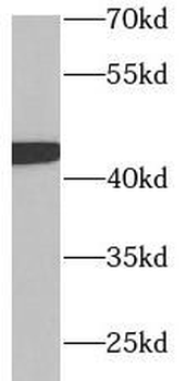 GAP43 Antibody