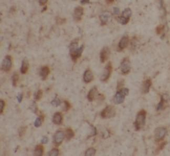 GAP43 Antibody