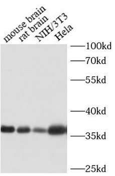 GAPDH Rabbit Polyclonal Antibody