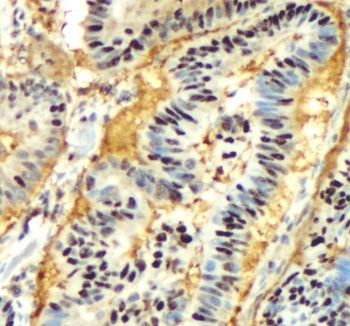 GAPDH Rabbit Polyclonal Antibody
