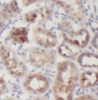 GAPDH Antibody