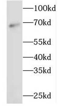 GAPDHS Antibody
