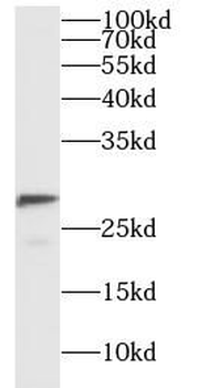GAR1 Antibody