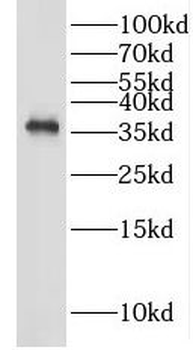 GAS1 Antibody