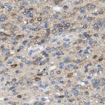 GAS1 Antibody