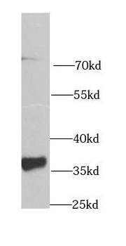 GAS2 Antibody