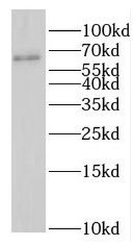 GAS8 Antibody