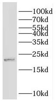 GKN1 Antibody