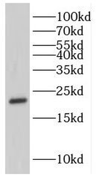 GKN1 Antibody