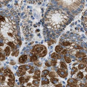GKN1 Antibody