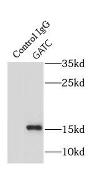GATC Antibody