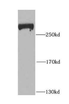 GBF1 Rabbit Polyclonal Antibody