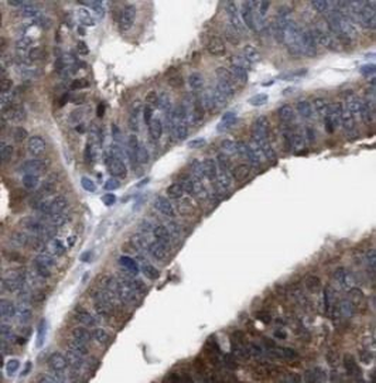 GBP1 Antibody