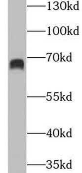 GBP2 Antibody