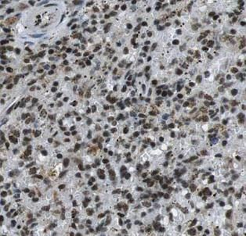 GBP2 Antibody
