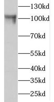 GCC1 Antibody
