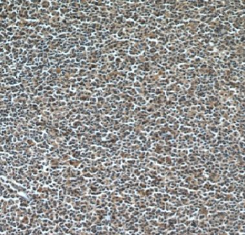 GCSAM Antibody