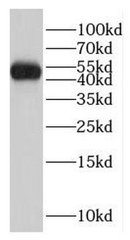 GCM2 Antibody