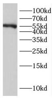 NR6A1 Antibody