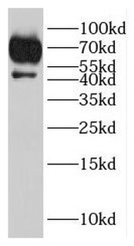 MYZAP Antibody