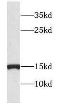 GCSH Antibody