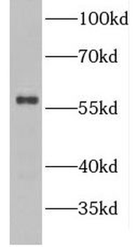 GDAP2 Antibody