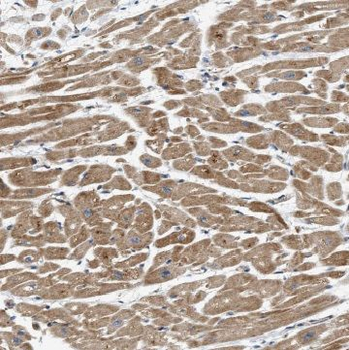 MSTN Antibody