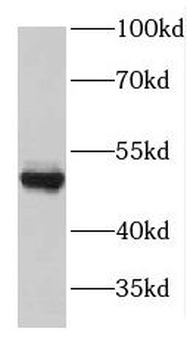 GDI2 Antibody