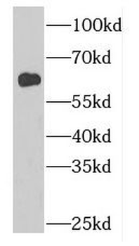 GDPD2 Antibody
