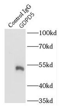 GDPD5 Antibody