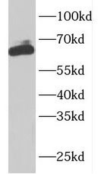 ARHGEF25 Antibody