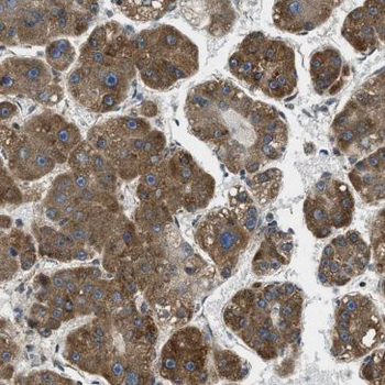 GEMIN8 Antibody