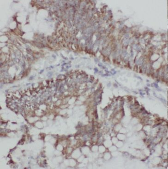 GMNN Antibody