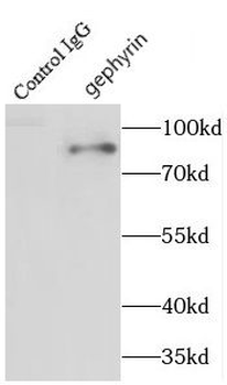 GPHN Antibody