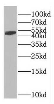 GFAP Antibody