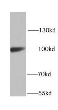 GFM1 Antibody