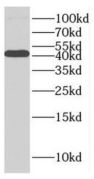 GFOD2 Antibody