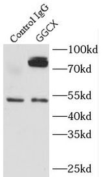 GGCX Antibody