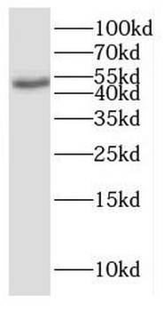 GHRHR Antibody