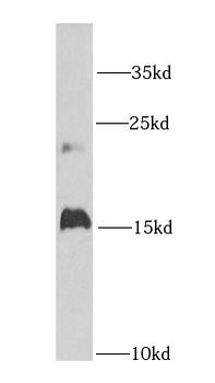 GHRL Antibody