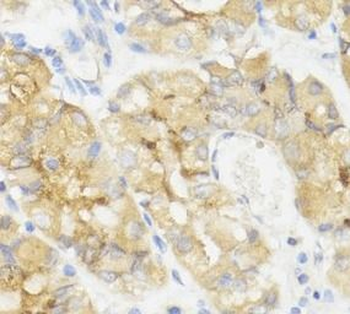 GHRL Antibody
