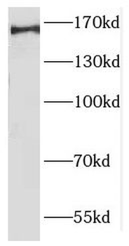 GIGYF2 Antibody