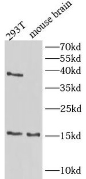 TSC22D3 Antibody