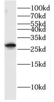 GIMAP2 Antibody
