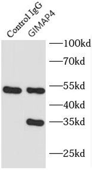 GIMAP4 Antibody