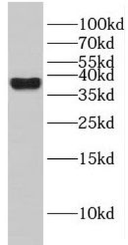 GIMAP4 Antibody