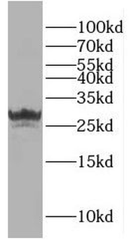 GINS3 Antibody
