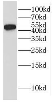 KCNJ6 Antibody