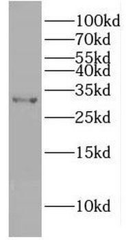 SLX1A Antibody