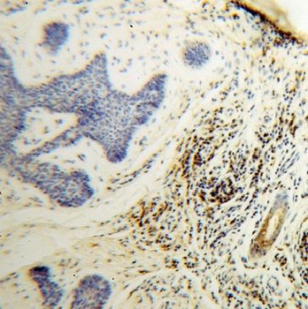 GK3 Antibody